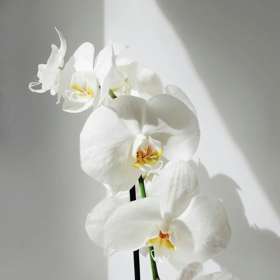 Orchidée blanche en fleurs
