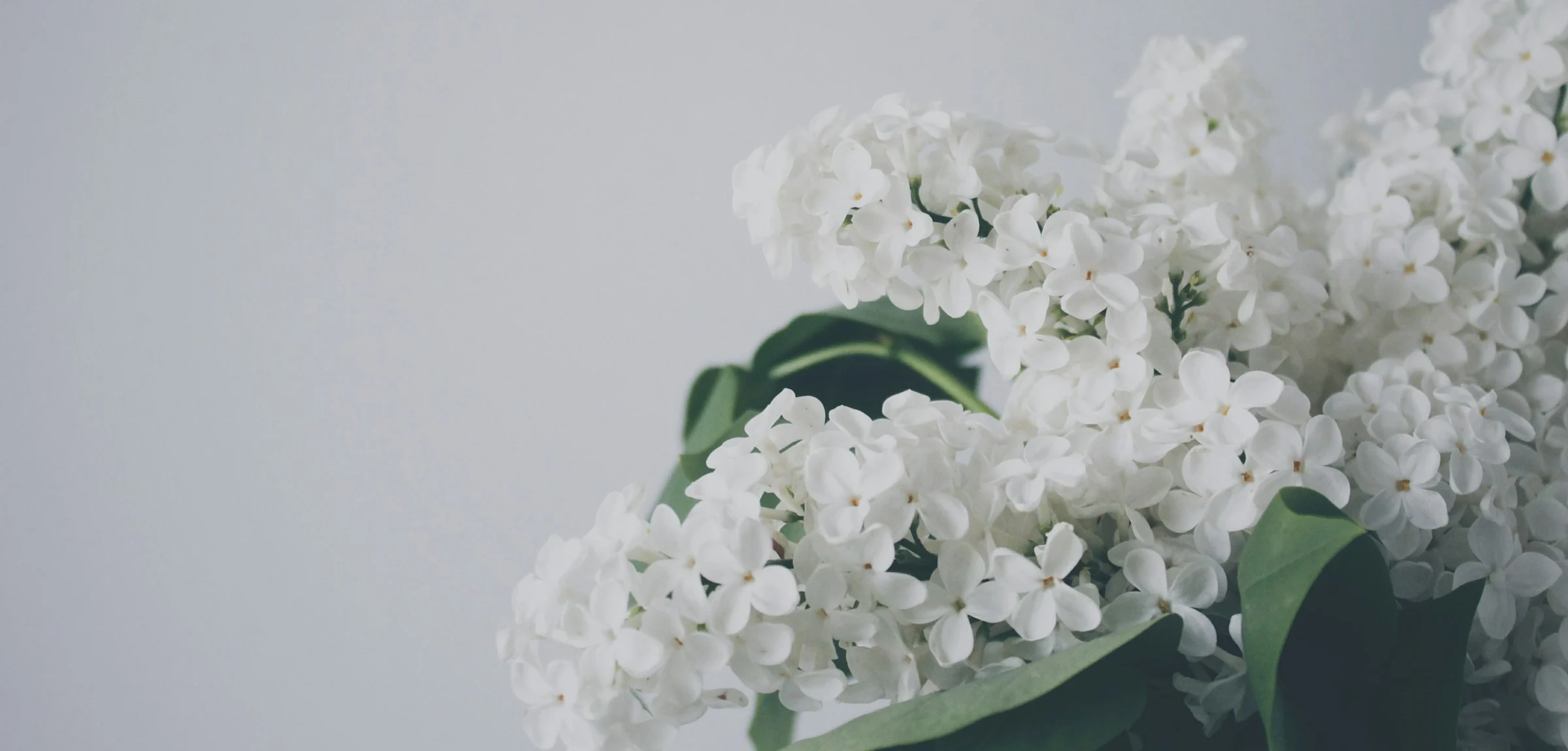 Grappes de fleurs blanches sur un fond gris clair